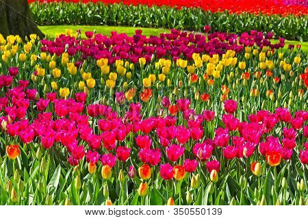 Colorful Tulips