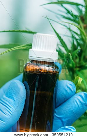 Scientist Holding Cbd Cannabis Oil Bottle In Cultivated Marijuana Field, Close Up Of Hand With Canna