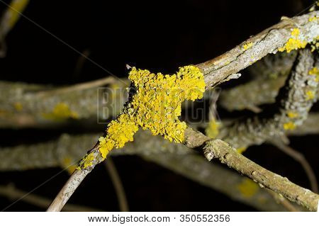 Common Orange Lichen, Yellow Scale, Xanthoria Parietina