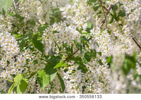 White Flowers Blooming Bird Cherry. Bird Cherry Tree In Blossom. Close-up Of A Flowering Prunus Padu