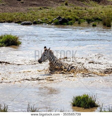 Common plains Zebra splashes in a water hole in the Masai Mara, Kenya.