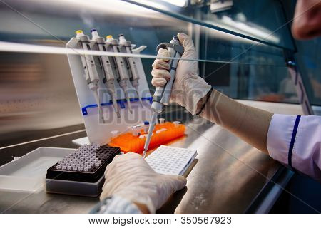 Scientist Puts Samples Of Dna Fragments For Electrophoresis Using Pipette
