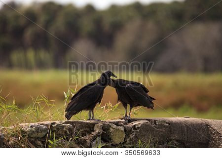 Courting Black Vultures Coragyps Atratus On A Stone Fence