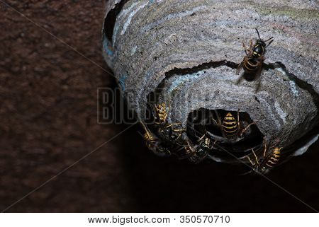 Terrible Wasps Nest On The Ceiling In A Residential Country House. The Threat Of Human Life Right Un