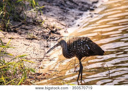 Limpkin Bird Aramus Guarauna Forages For Mollusks In The Lake