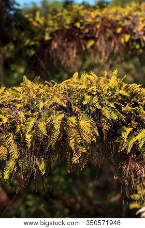 Resurrection Fern Pleopeltis Polypodioides Grows On An Oak Tree