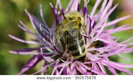 Bee Close-up On A Purple Flower. Collects Pollen. Blurred Background. Macro.
