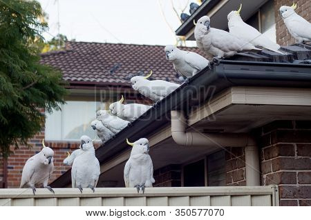 Flock Of Sulphur-crested Cockatoos Sittting On A Roof. Australian Urrban Wildlife