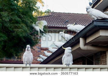 Flock Of Sulphur-crested Cockatoos Sittting On A Roof. Australian Urrban Wildlife
