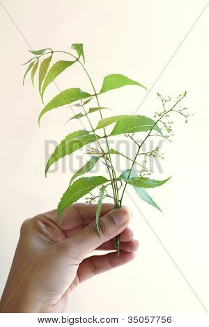 Neem listy azadirachta Indica
