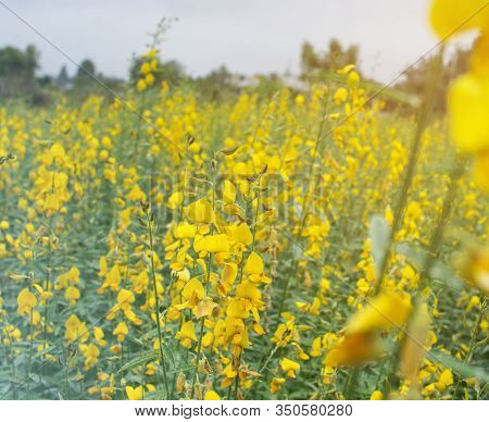 Soft Focus Of Blooming Indian Hemp Flower Field, Sunn Hemp Plant For Improving Soil.
