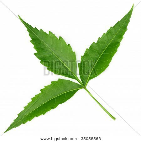 Foglie di neem medicinali tenero