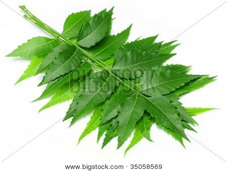 Foglie di neem medicinali tenero