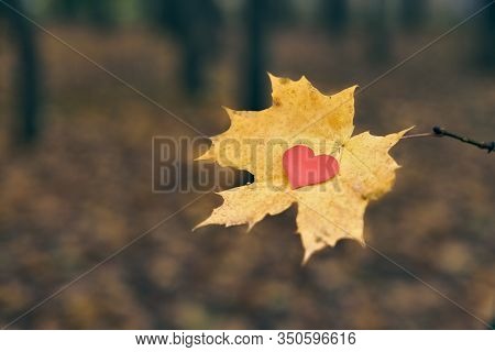 Heart On Maple Leaf. Open Pure Heart Symbol, Copy Space. Unrequited, One-sided Love Or Loneliness Co