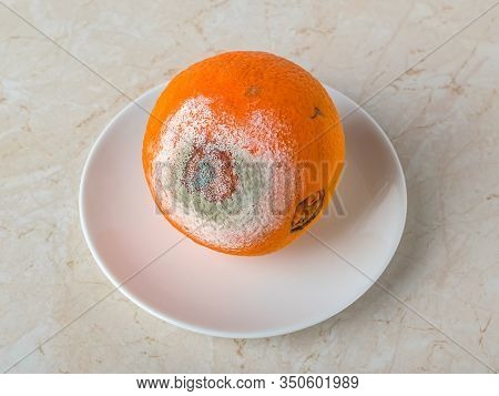 Stale Orange With White Green Mold On A Saucer Over A Kitchen Table. Rotting Citrus. Moldy Fungus On