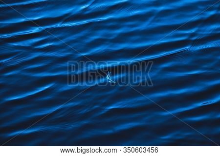 Beautiful And Peaceful Seascape With Dragonflights In The Trendy Classic Blue Color Of The Year.