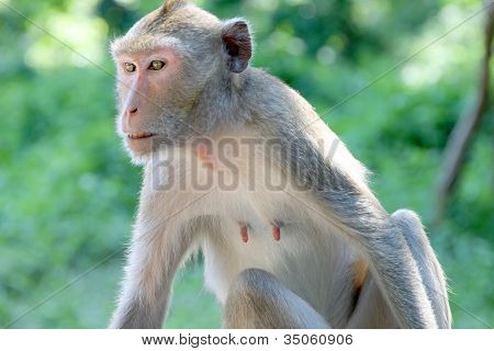 Crab-eating Macaque Or Long-tailed Macaque