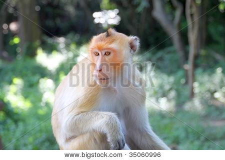Crab-eating Macaque Or Long-tailed Macaque