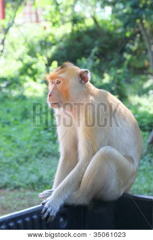 Crab-eating Macaque Or Long-tailed Macaque