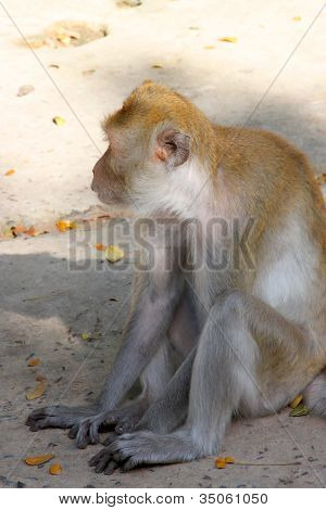 Crab-eating Macaque Or Long-tailed Macaque