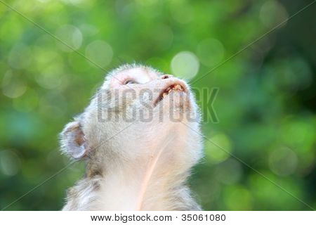 Crab-eating Macaque Or Long-tailed Macaque