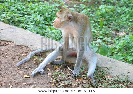 Crab-eating Macaque Or Long-tailed Macaque