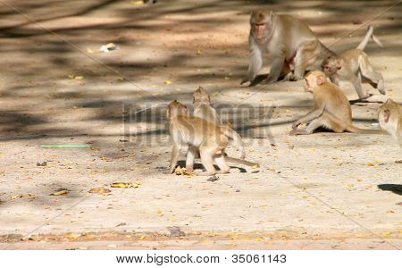 Crab-eating Macaque Or Long-tailed Macaque