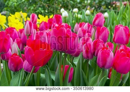 Tulipa Of The Niigata  Species In A Greenhouse. Translation Of The Word On Nameplate: 