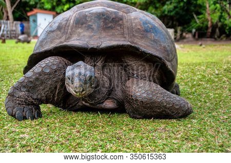 Aldabra Giant Tortoise, Curieuse Marine National Park, Curieuse, Seychelles
