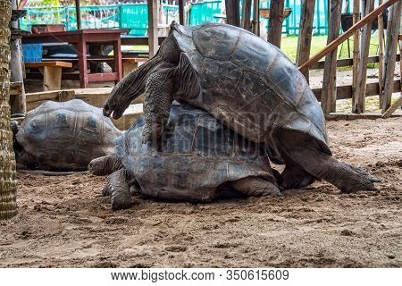 Aldabra Giant Tortoise, Curieuse Marine National Park, Curieuse, Seychelles