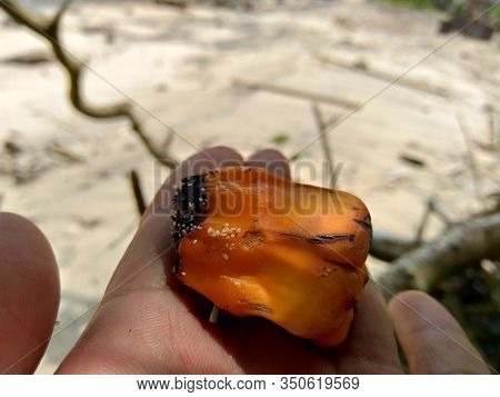 Pandanus Fascicularis (pandanus Odorifer) On The Wood With Beach Background. Ripe And Looks So Red