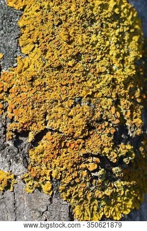 Maritime Sunburst Lichen - Latin Name - Xanthoria Parietina