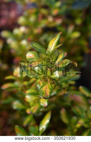 Looking-glass Plant Lemon And Lime Leaves - Latin Name - Coprosma Lemon And Lime