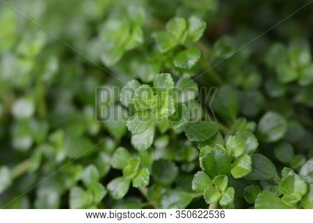 Depressed Clearweed Leaves - Latin Name - Pilea Depressa