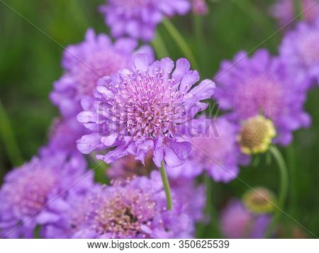 Closeup Of Pretty Mauve Scabious Flowers, Scabiosa, In A Summer Garden