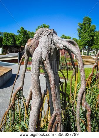 Anthropomorphic Plant In A Public Park. The Branches Of The Plant Look Like A Headless Torso With Lo