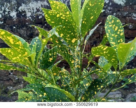 Close Up Garden Croton (codiaeum Variegatum) In The Gardenclose Up Garden Croton (codiaeum Variegatu