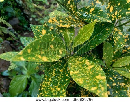 Close Up Garden Croton (codiaeum Variegatum) In The Gardenclose Up Garden Croton (codiaeum Variegatu