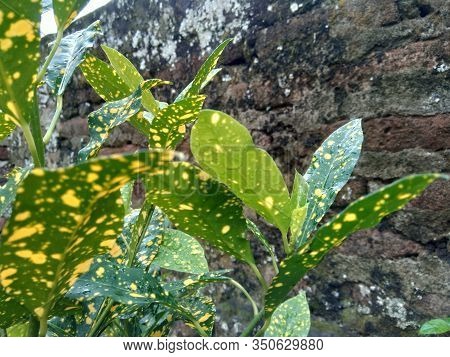 Close Up Garden Croton (codiaeum Variegatum) In The Gardenclose Up Garden Croton (codiaeum Variegatu