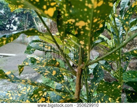 Close Up Garden Croton (codiaeum Variegatum) In The Gardenclose Up Garden Croton (codiaeum Variegatu