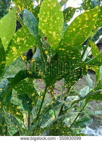 Close Up Garden Croton (codiaeum Variegatum) In The Gardenclose Up Garden Croton (codiaeum Variegatu