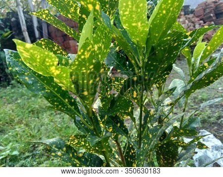 Close Up Garden Croton (codiaeum Variegatum) In The Gardenclose Up Garden Croton (codiaeum Variegatu