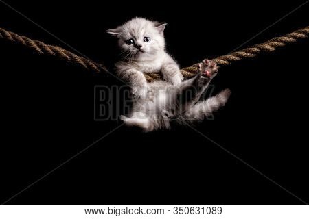 Cute Little White Kitten On A Black Background. Hanging On The Rope.