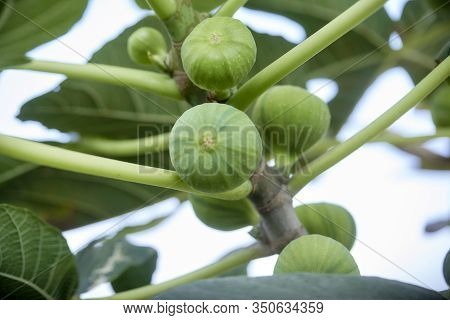 Closeup Ripening Striped Fig Tree