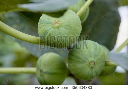 Closeup Ripening Striped Fig Tree