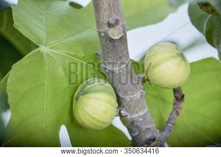 Closeup Ripening Striped Fig Tree