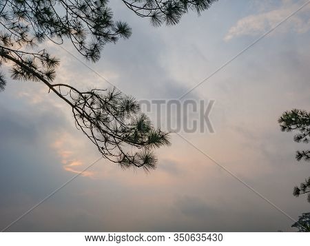 Silhouette Tree With Sunrise In The Morning On Top Of  Phu Kradueng Mountain National Park In Loei C