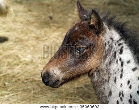 pony