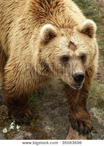 European brown bear