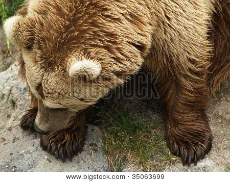 European brown bear